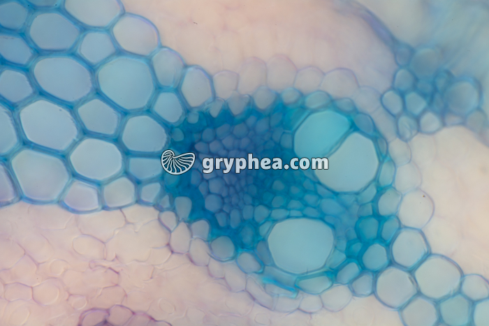 Feuille d'Oyat CT x100 - gryphea.com